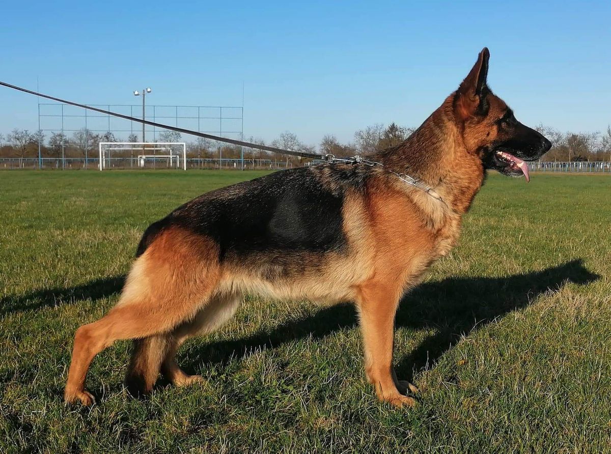 German Shepherd, Arko’s Mother standing sideways