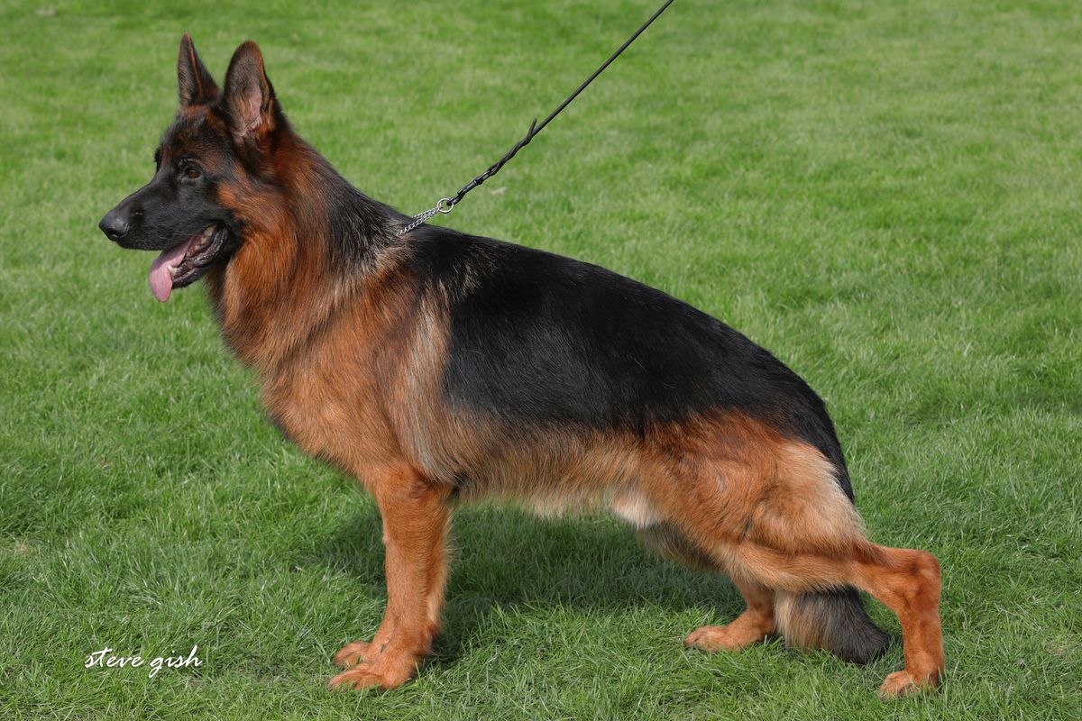 German Shepherd, Arko’s Father standing sideways